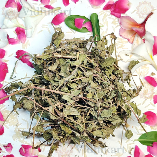 Authentic Punarnava Herb for Puja & Wellness Offerings