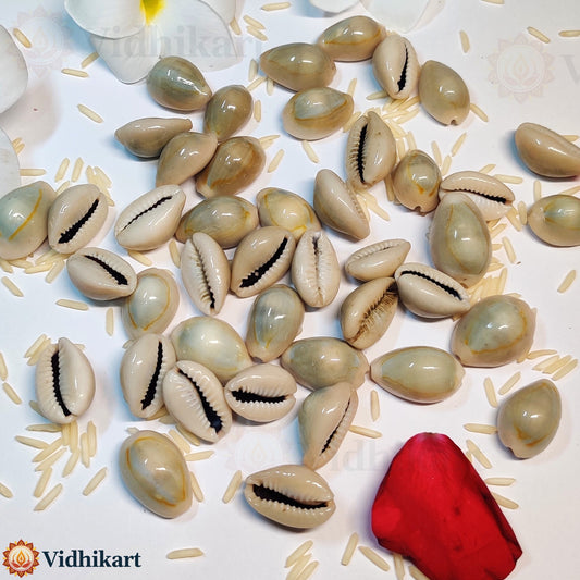 Kodi (Cowrie Shells) – Traditional Shells for Lakshmi Puja & Rituals